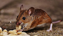 dead-animal-removal-and-decontamination Experts in Edgemere